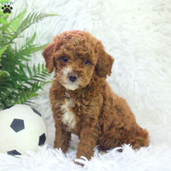 Olive, Mini Goldendoodle Puppy