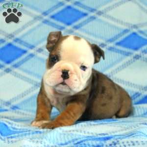 Olive, English Bulldog Puppy