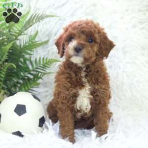Olive, Mini Goldendoodle Puppy