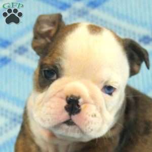 Olive, English Bulldog Puppy