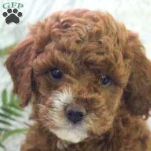 Olive, Mini Goldendoodle Puppy