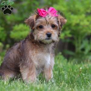 Olive, Yorkie Poo Puppy
