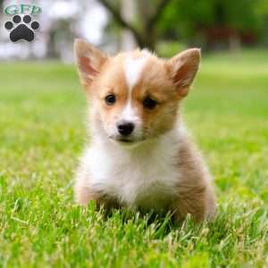 Oliver, Pembroke Welsh Corgi Puppy