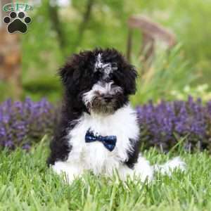 Oliver, Havapoo Puppy