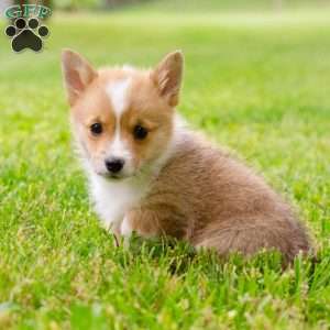 Oliver, Pembroke Welsh Corgi Puppy