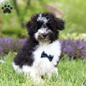 Oliver, Havapoo Puppy