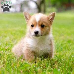 Oliver, Pembroke Welsh Corgi Puppy