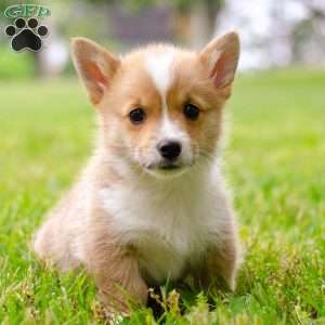 Oliver, Pembroke Welsh Corgi Puppy