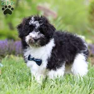 Oliver, Havapoo Puppy