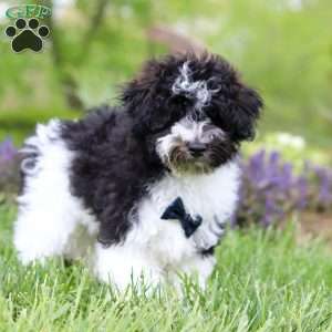 Oliver, Havapoo Puppy