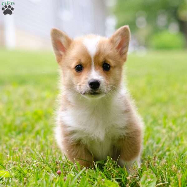 Oliver, Pembroke Welsh Corgi Puppy