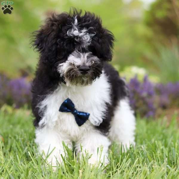 Oliver, Havapoo Puppy