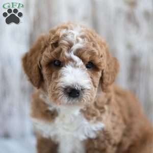 Oliver, Mini Goldendoodle Puppy