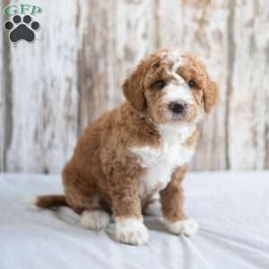 Oliver, Mini Goldendoodle Puppy