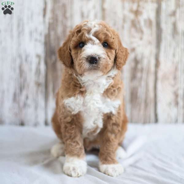 Oliver, Mini Goldendoodle Puppy