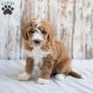 Oliver, Mini Goldendoodle Puppy