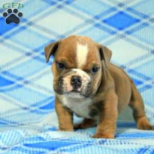 Oliver, English Bulldog Puppy