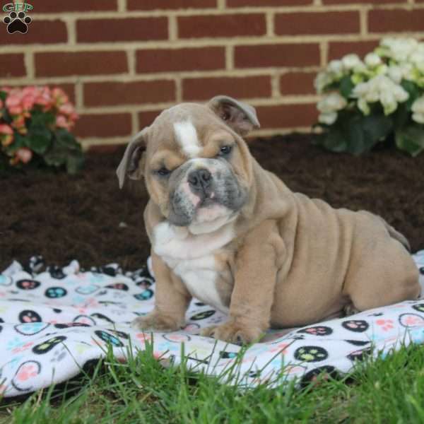 Oliver, English Bulldog Puppy