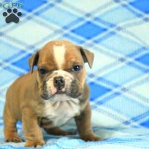 Oliver, English Bulldog Puppy
