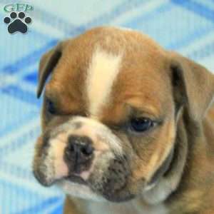 Oliver, English Bulldog Puppy
