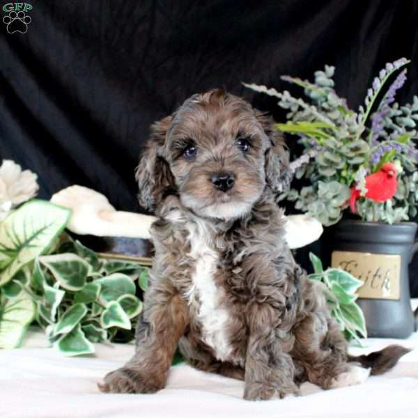 Oliver, Cavapoo Puppy