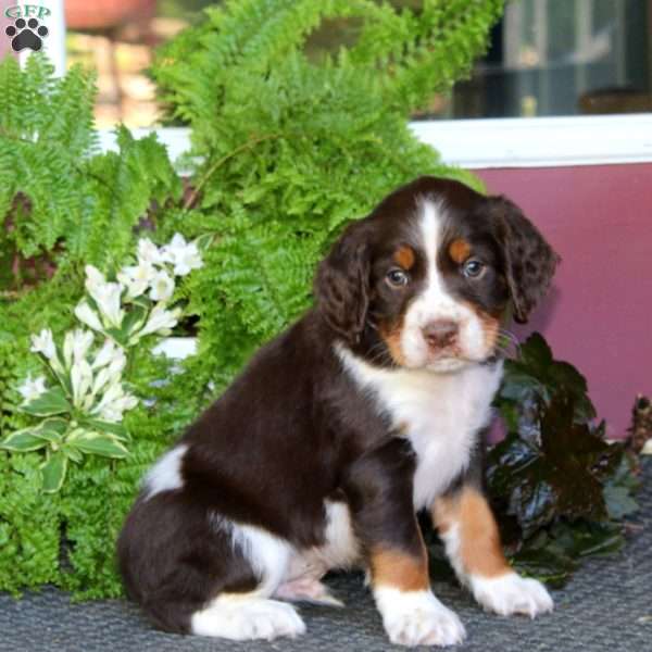 Oliver, English Springer Spaniel Puppy