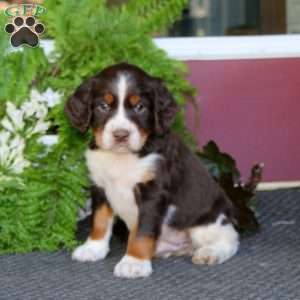 Oliver, English Springer Spaniel Puppy