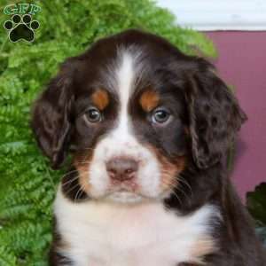 Oliver, English Springer Spaniel Puppy