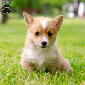 Oliver, Pembroke Welsh Corgi Puppy
