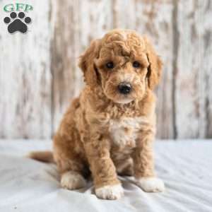 Olivia, Mini Goldendoodle Puppy