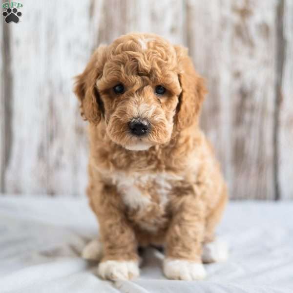 Olivia, Mini Goldendoodle Puppy