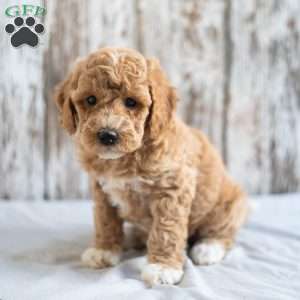 Olivia, Mini Goldendoodle Puppy