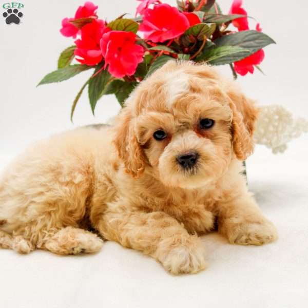 Olivia, Bich-Poo Puppy