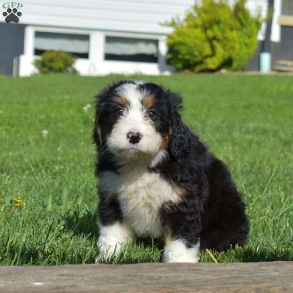 Olivia, Bernedoodle Puppy