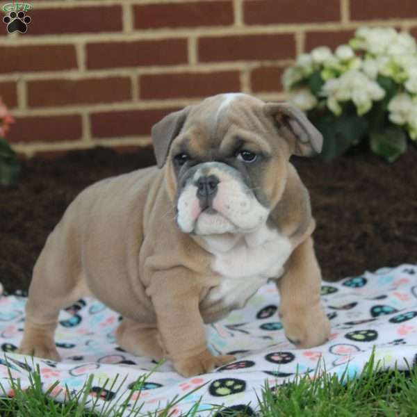 Olivia, English Bulldog Puppy