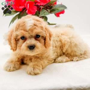 Olivia, Bich-Poo Puppy