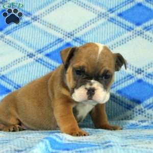 Olivia, English Bulldog Puppy