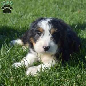 Olivia, Bernedoodle Puppy