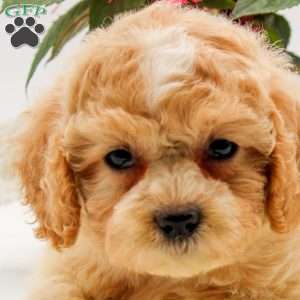 Olivia, Bich-Poo Puppy
