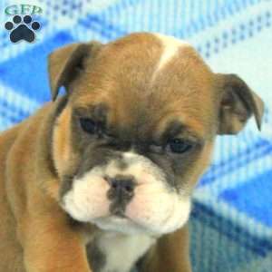Olivia, English Bulldog Puppy