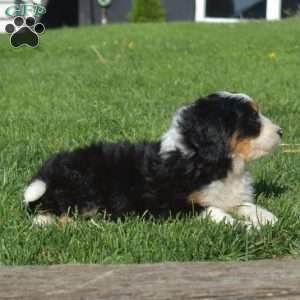 Olivia, Bernedoodle Puppy