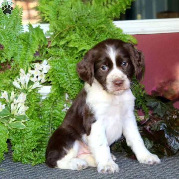 Olivia, English Springer Spaniel Puppy