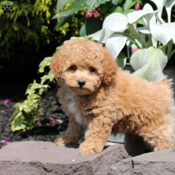 Olivia, Bich-Poo Puppy