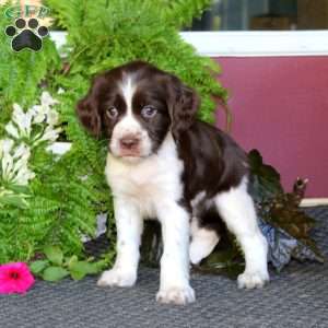 Olivia, English Springer Spaniel Puppy