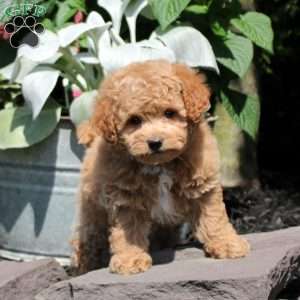 Olivia, Bich-Poo Puppy