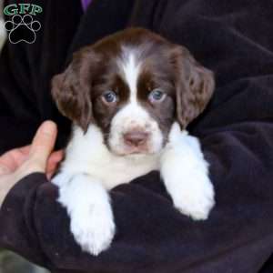 Olivia, English Springer Spaniel Puppy