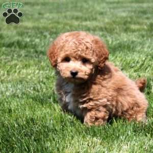 Olivia, Bich-Poo Puppy