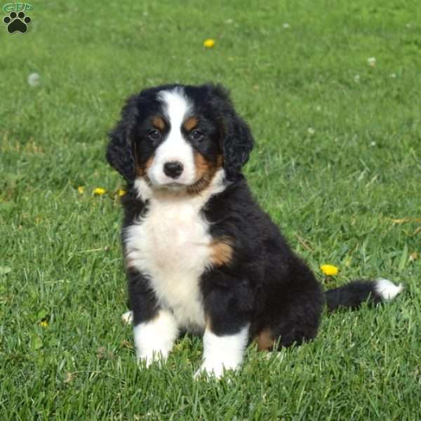 Ollie, Mini Bernedoodle Puppy