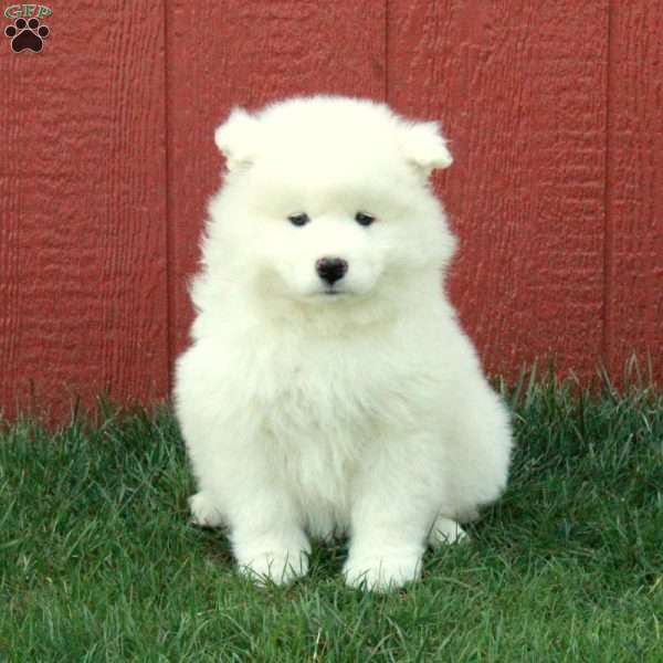 Ollie, Samoyed Puppy