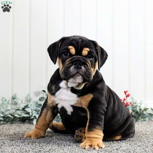 Ollie, English Bulldog Puppy